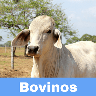 Antibióticos para Bovinos