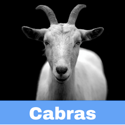 Antibióticos para Cabras