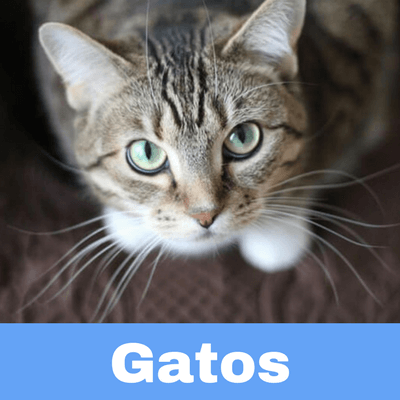 Antibióticos para Gatos