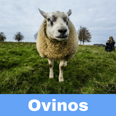 Antibióticos para Ovinos