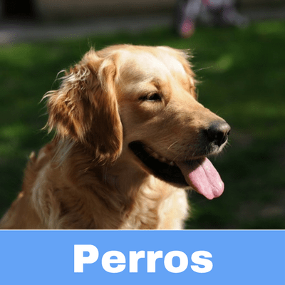 Antibióticos para Perros