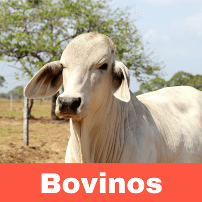 Antiparasitarios para Bovinos