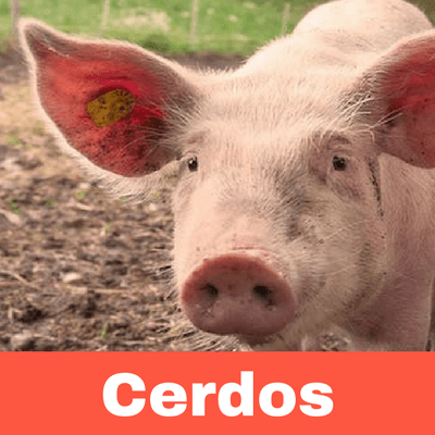 Antiparasitarios para Cerdos