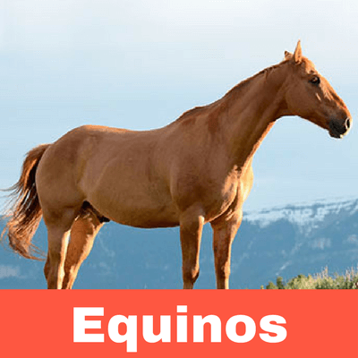 Antiparasitarios para Equinos