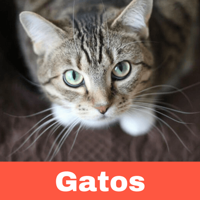 Antiparasitarios para Gatos