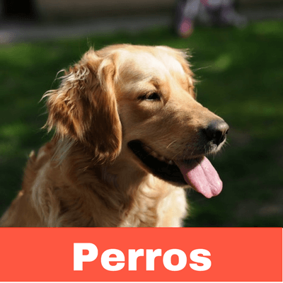 Antiparasitarios para Perros