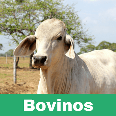 Reconstituyentes para Bovinos