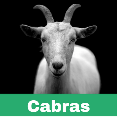 Reconstituyentes para Cabras