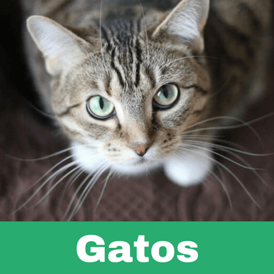 Reconstituyentes para Gatos