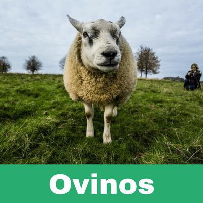 Reconstituyentes para Ovinos