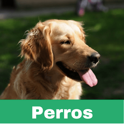 Reconstituyentes para Perros