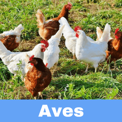 Antibióticos para Aves